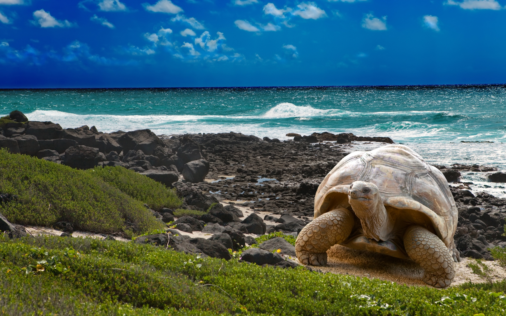 turtle, Beaches, Ocean Wallpaper