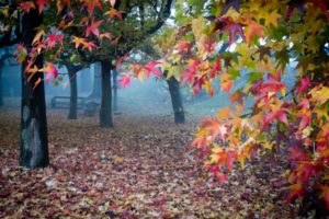 landscapes, Trees, Park, Bench, Autumn, Fall