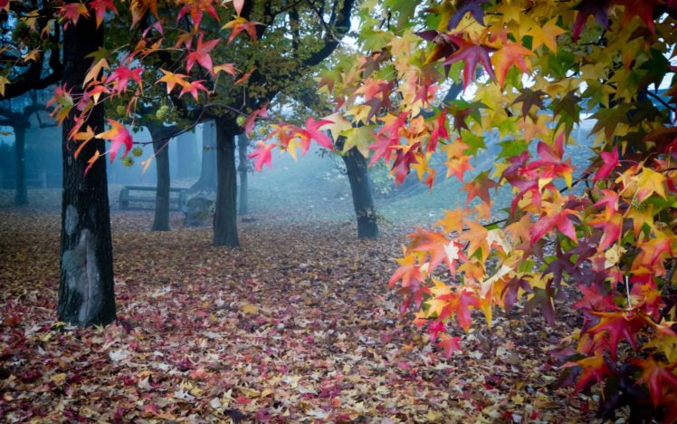 landscapes, Trees, Park, Bench, Autumn, Fall HD Wallpaper Desktop Background