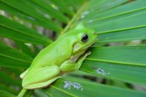 green, Nature, Leaf, Animals, Frogs, Amphibians