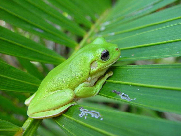 green, Nature, Leaf, Animals, Frogs, Amphibians HD Wallpaper Desktop Background