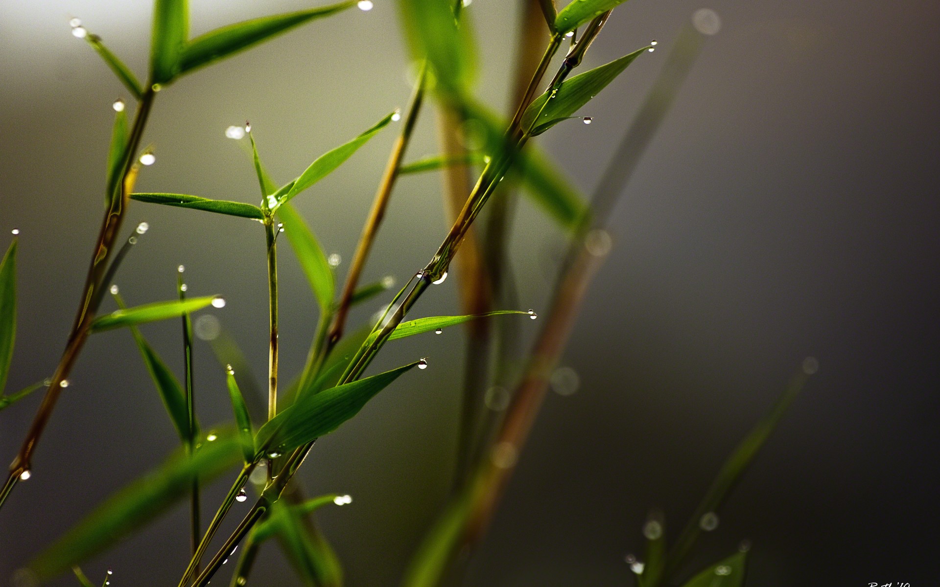 ruth, Mora, Photography, Macro, Bamboo, Drop, Peresharp, Drops, Leaves Wallpaper