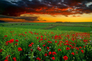 poppies, Field, Sunset, Clouds, Daisy, Flowers, Sky