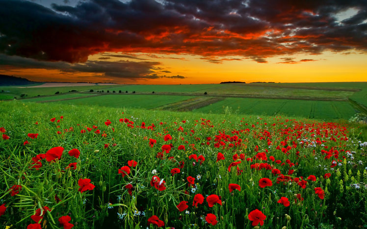 poppies, Field, Sunset, Clouds, Daisy, Flowers, Sky HD Wallpaper Desktop Background