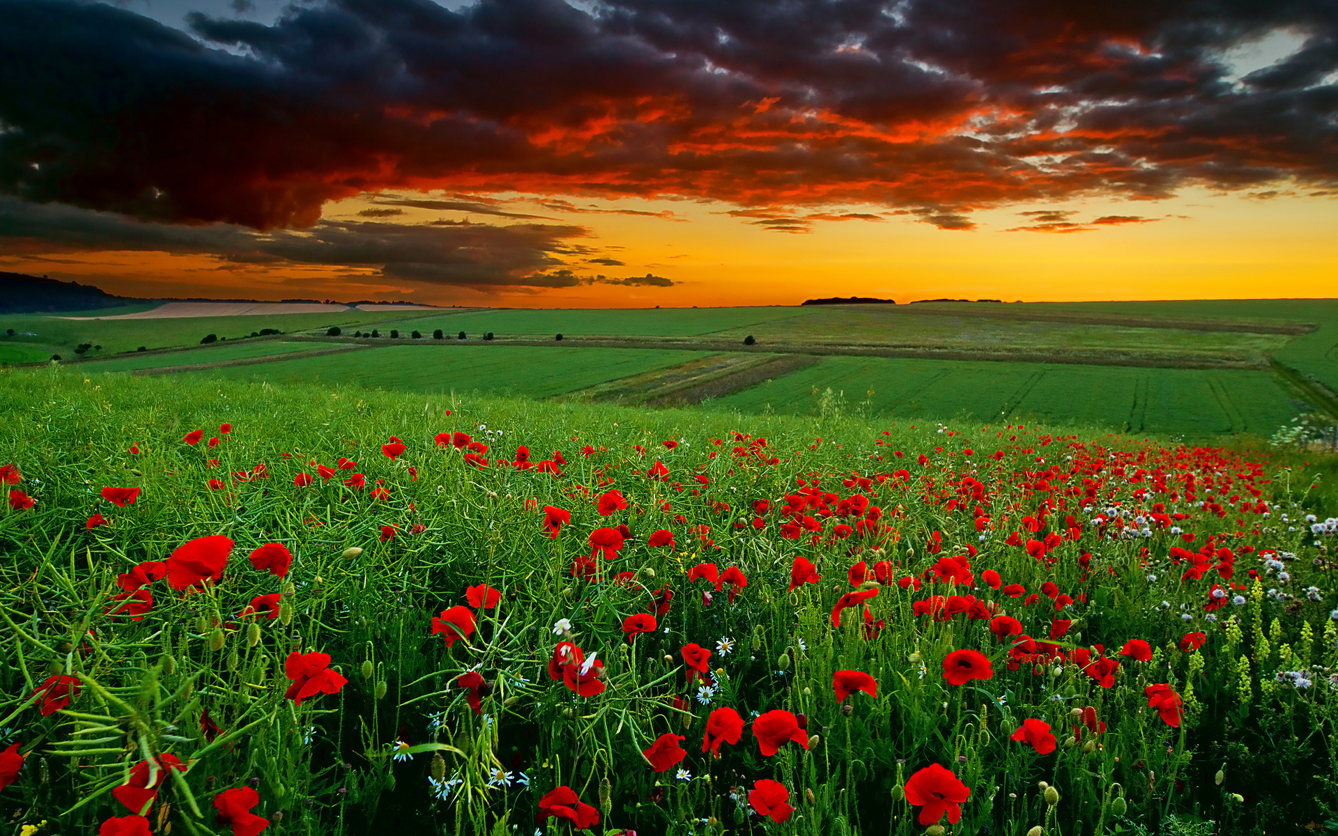 poppies, Field, Sunset, Clouds, Daisy, Flowers, Sky Wallpaper