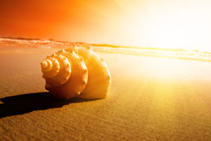 shell, Sand, Ocean, Sunset, Sunrise