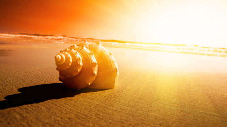 shell, Sand, Ocean, Sunset, Sunrise HD Wallpaper Desktop Background