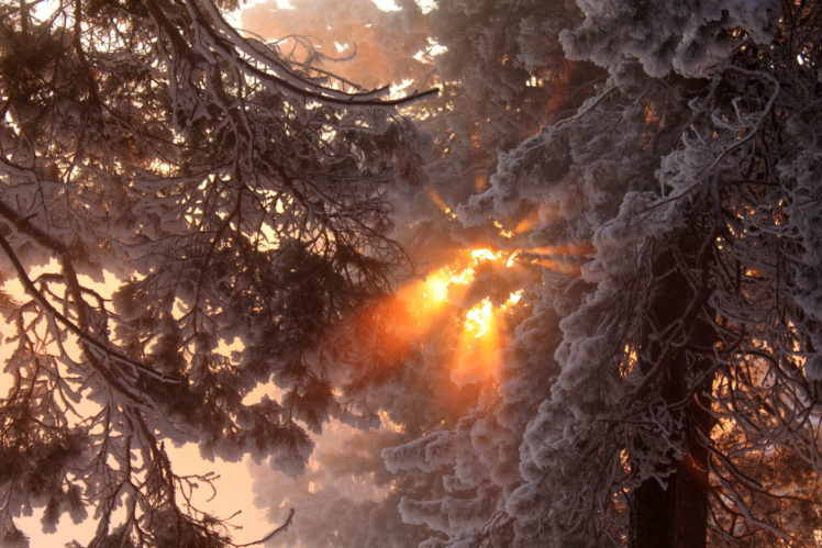 winter, Forest, Sunset, Sunrise HD Wallpaper Desktop Background