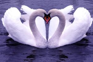 water, Birds, Swans, Affection