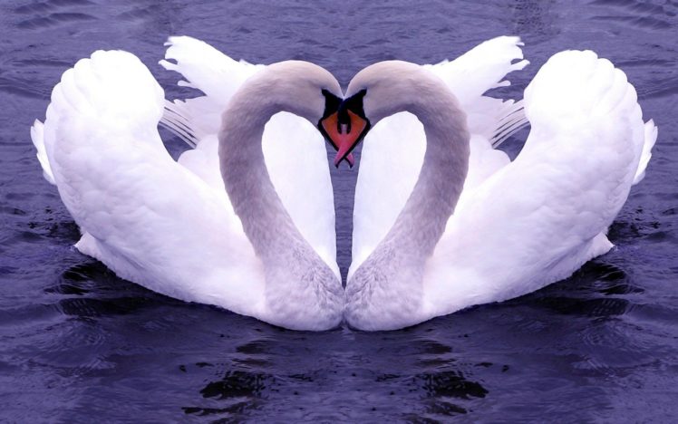 water, Birds, Swans, Affection HD Wallpaper Desktop Background