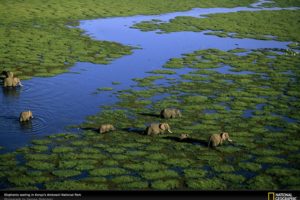 animals, National, Geographic, Elephants, Swamps, Kenya