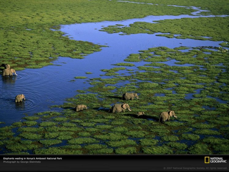 animals, National, Geographic, Elephants, Swamps, Kenya HD Wallpaper Desktop Background