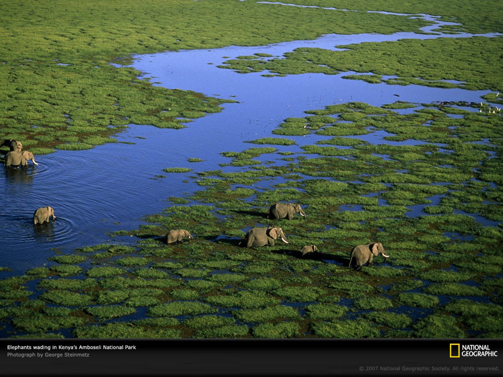 animals, National, Geographic, Elephants, Swamps, Kenya Wallpaper
