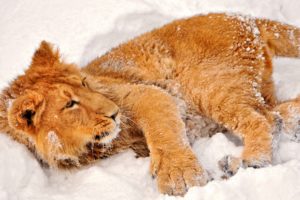 snow, Animals, Lions