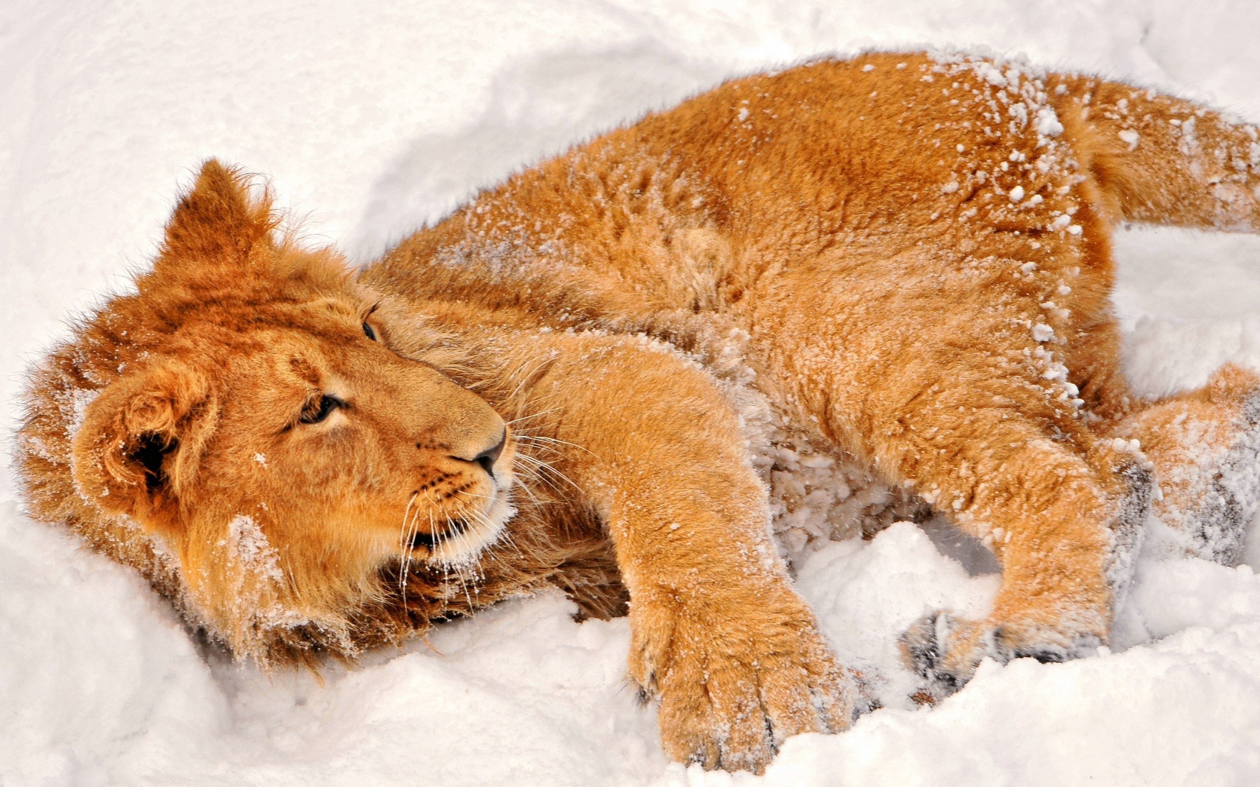 snow, Animals, Lions Wallpaper