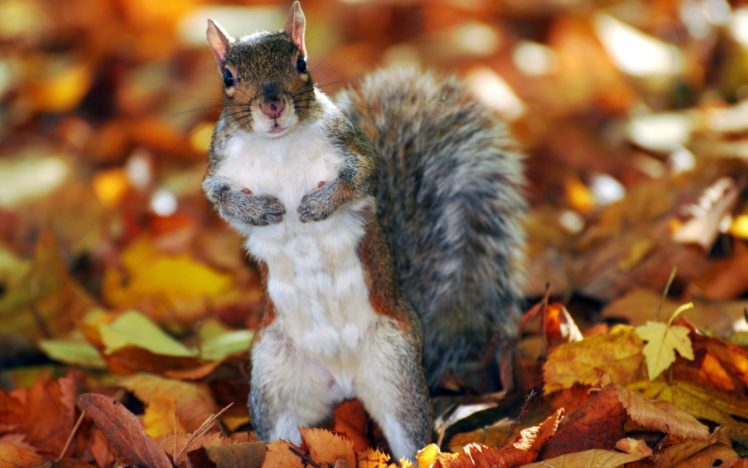 animals, Squirrels, Fallen, Leaves HD Wallpaper Desktop Background