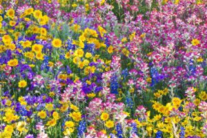multicolor, Flowers, Spring, Texas, Wildflowers, Bluebells