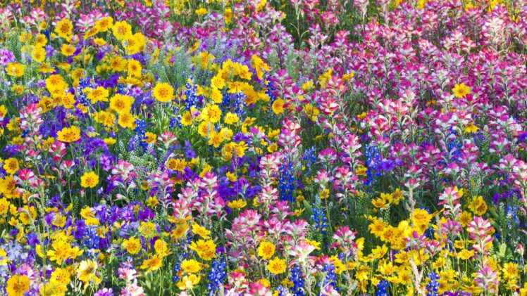 multicolor, Flowers, Spring, Texas, Wildflowers, Bluebells HD Wallpaper Desktop Background