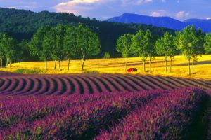 fields, France, Lavender