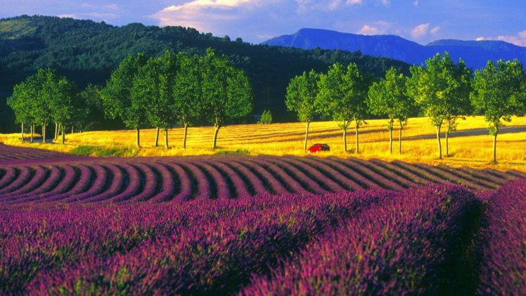 fields, France, Lavender HD Wallpaper Desktop Background