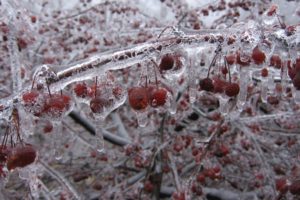 ice, Nature, Trees, Berries