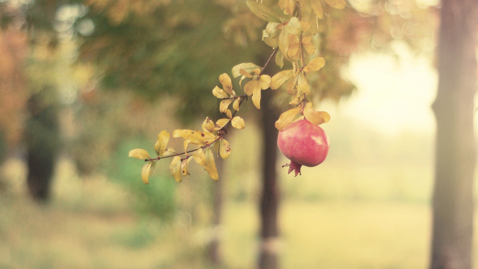 nature, Fruits Wallpaper