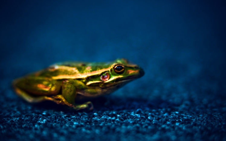 the, Prince, Frog HD Wallpaper Desktop Background