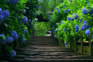 stairs, Garden, Plants, Gate, Arch