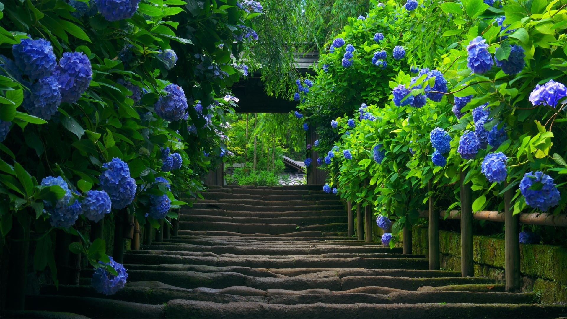 stairs, Garden, Plants, Gate, Arch Wallpaper
