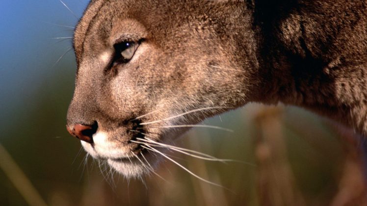 animals, Mountain, Lions HD Wallpaper Desktop Background