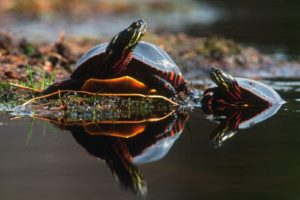 nature, Turtles, Reptiles