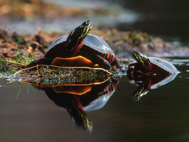 nature, Turtles, Reptiles HD Wallpaper Desktop Background