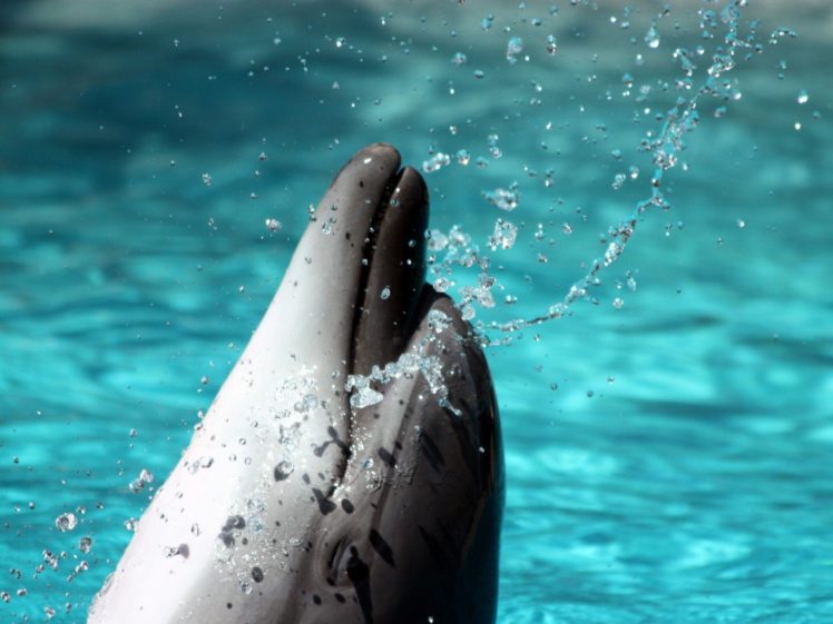 water, Dolphins HD Wallpaper Desktop Background