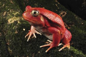 nature, Madagascar, Frogs, Tomato, Rare, Amphibians