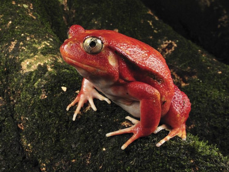 nature, Madagascar, Frogs, Tomato, Rare, Amphibians HD Wallpaper Desktop Background