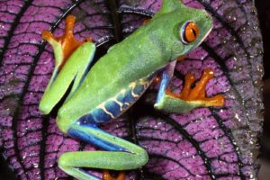 nature, Frogs, Red eyed, Tree, Frog, Amphibians