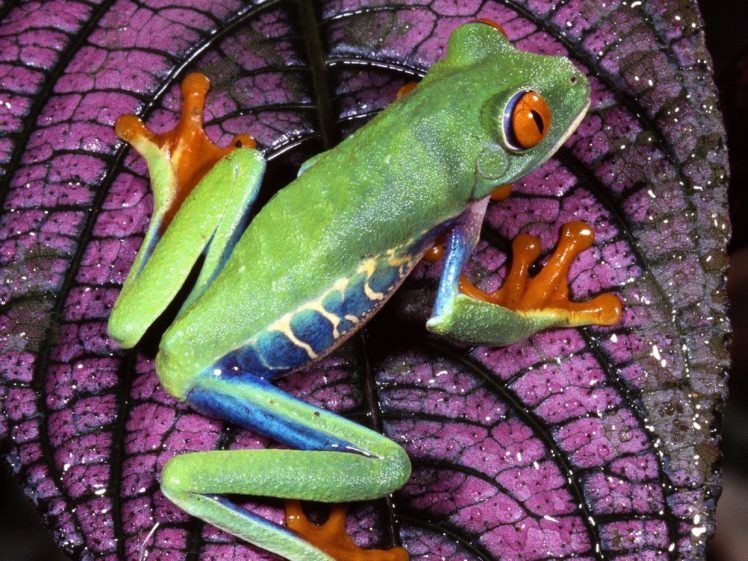 nature, Frogs, Red eyed, Tree, Frog, Amphibians HD Wallpaper Desktop Background