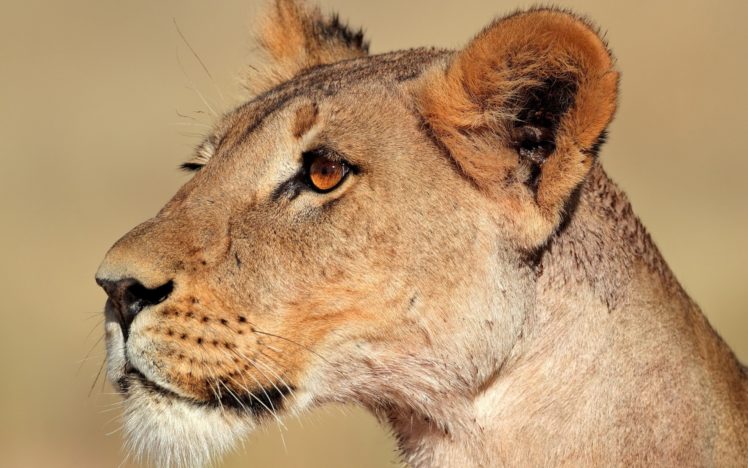 animals, Feline, Lions HD Wallpaper Desktop Background