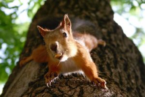 trees, Animals, Squirrels, Nuts