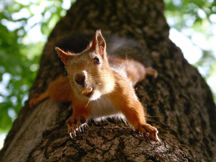 trees, Animals, Squirrels, Nuts HD Wallpaper Desktop Background