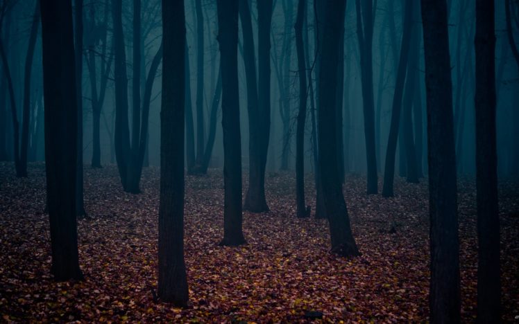 nature, Trees, Autumn, Forests, Leaves, Fog, Gothic, Atmospheric HD Wallpaper Desktop Background