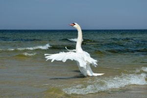 swans, Sea