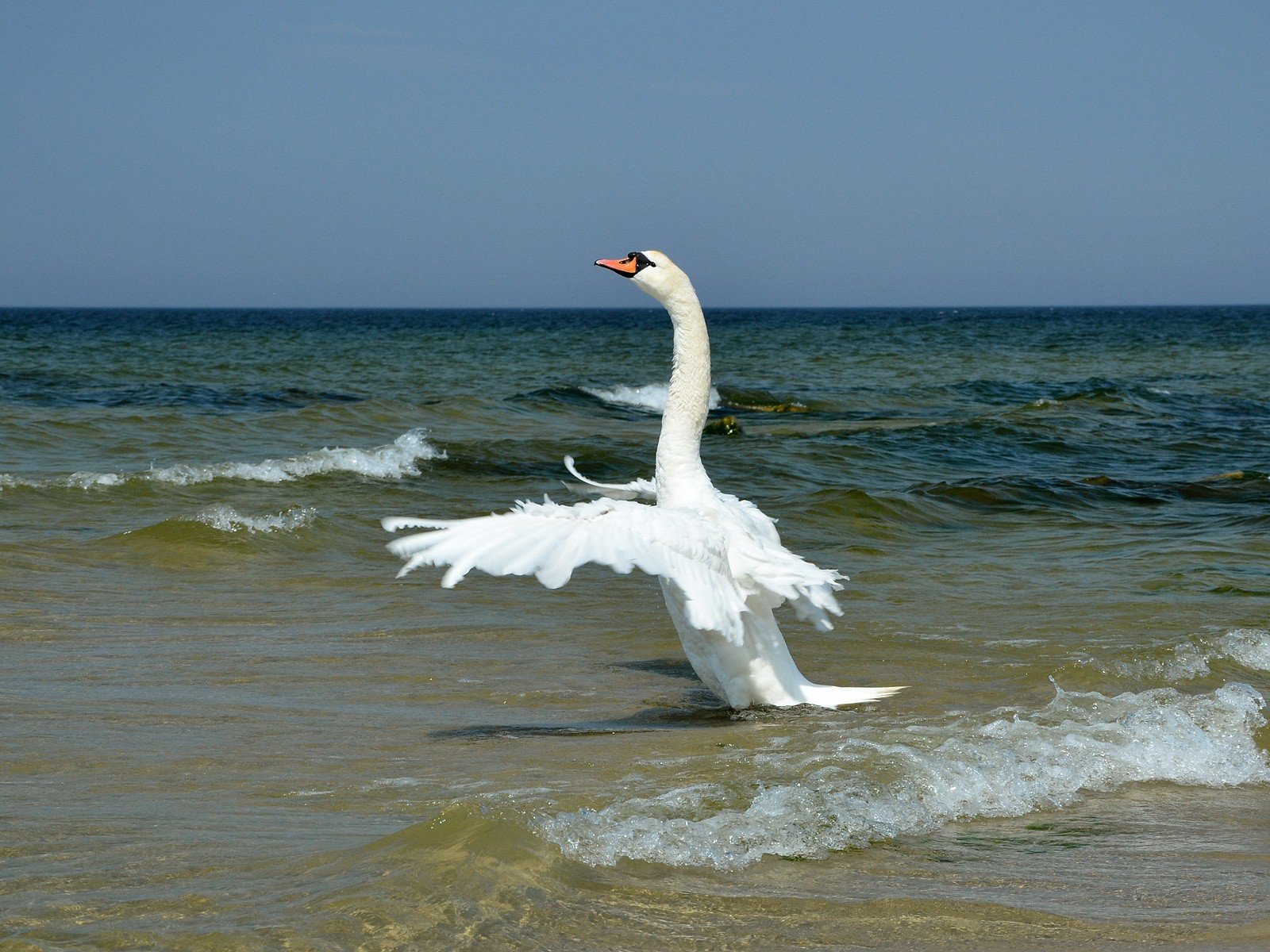 swans, Sea Wallpaper
