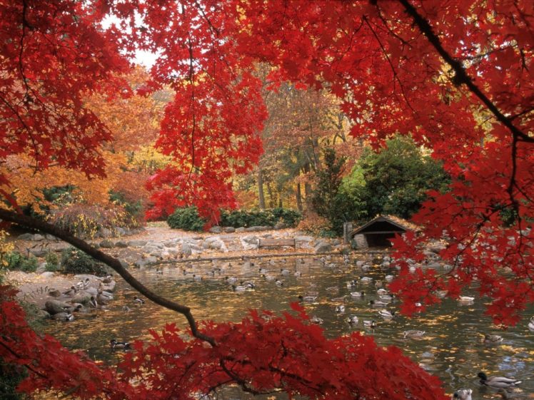 landscapes, Trees, Autumn HD Wallpaper Desktop Background