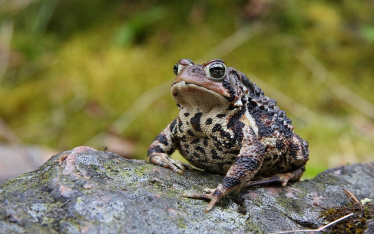 nature, Animals, Frogs, Macro, Amphibians HD Wallpaper Desktop Background