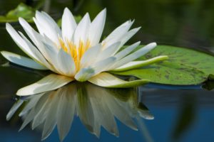 water, Nature, Flowers, Macro, Lily, Pads, Water, Lilies