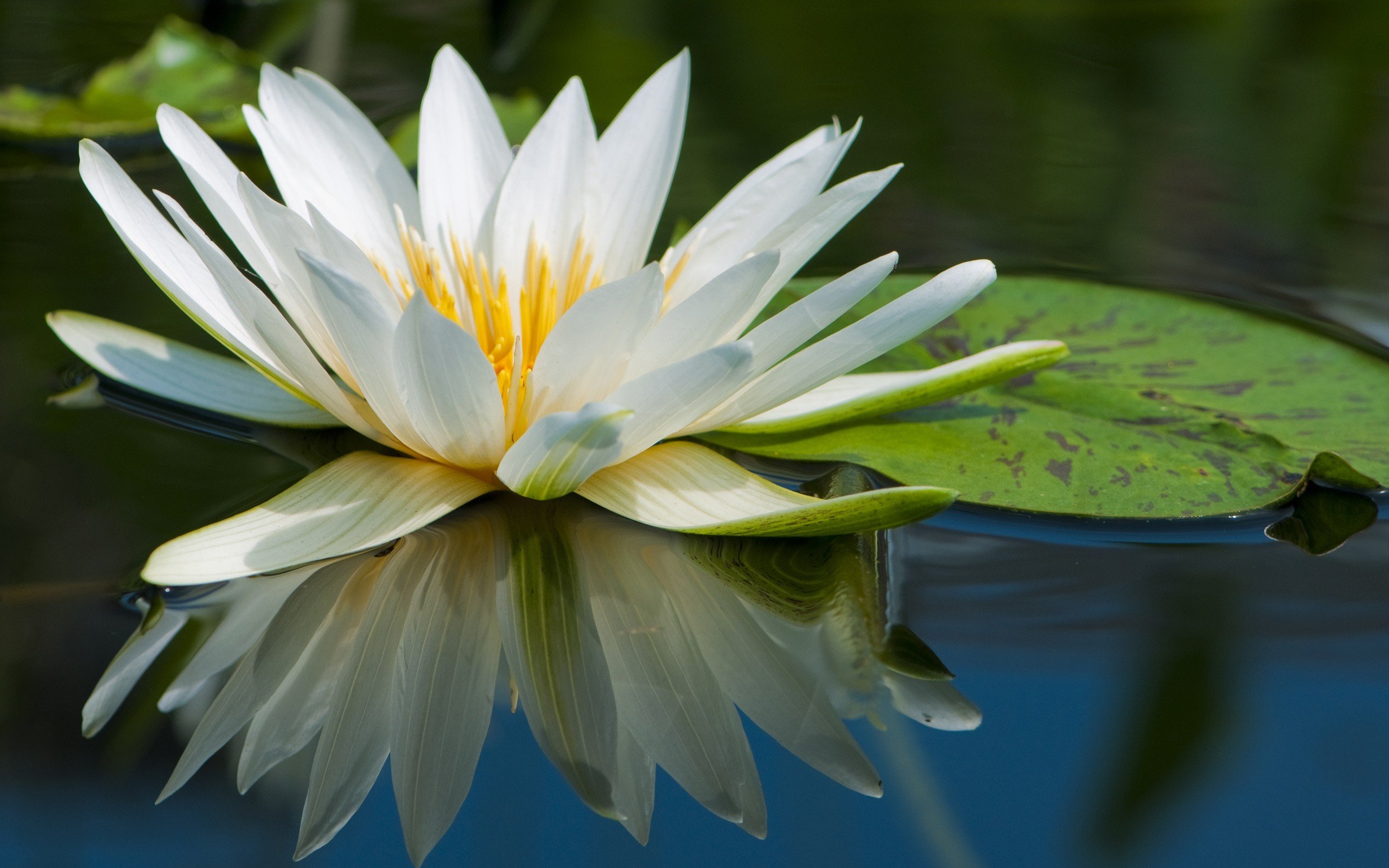 water, Nature, Flowers, Macro, Lily, Pads, Water, Lilies Wallpaper