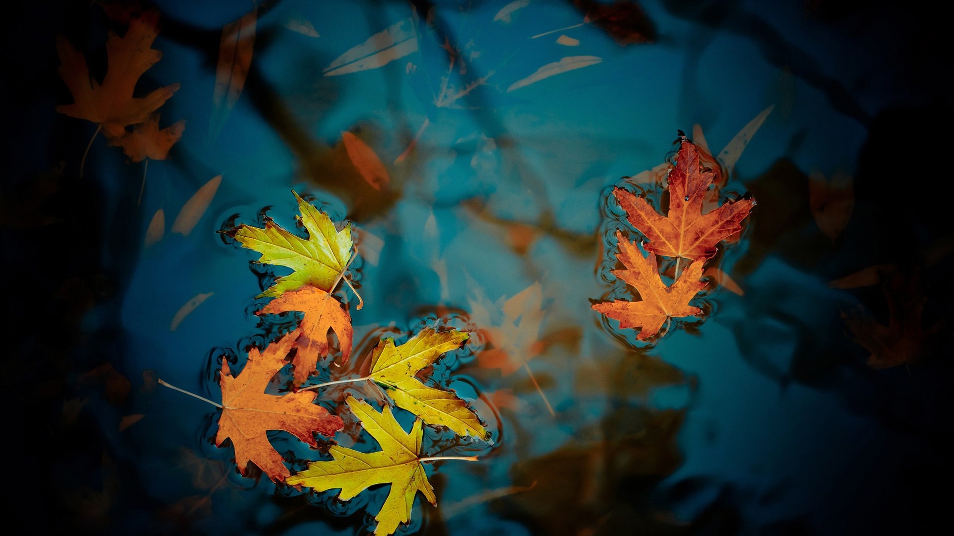 puddle, Puddle, Autumn, Fall Wallpaper