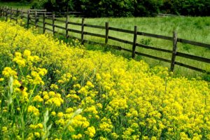 landscapes, Nature, Fences, Yellow, Flowers, Wooden, Fence