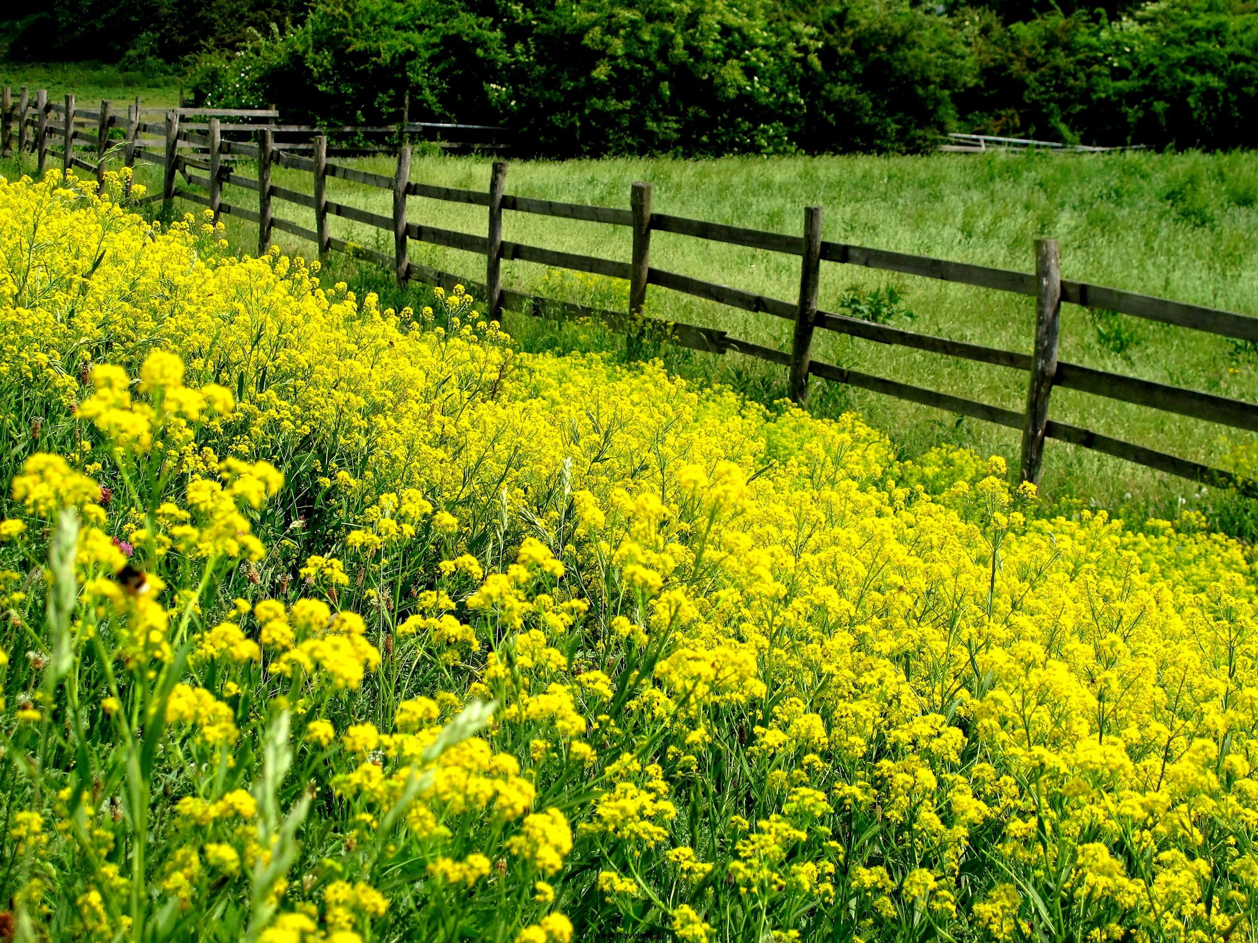 landscapes, Nature, Fences, Yellow, Flowers, Wooden, Fence Wallpaper